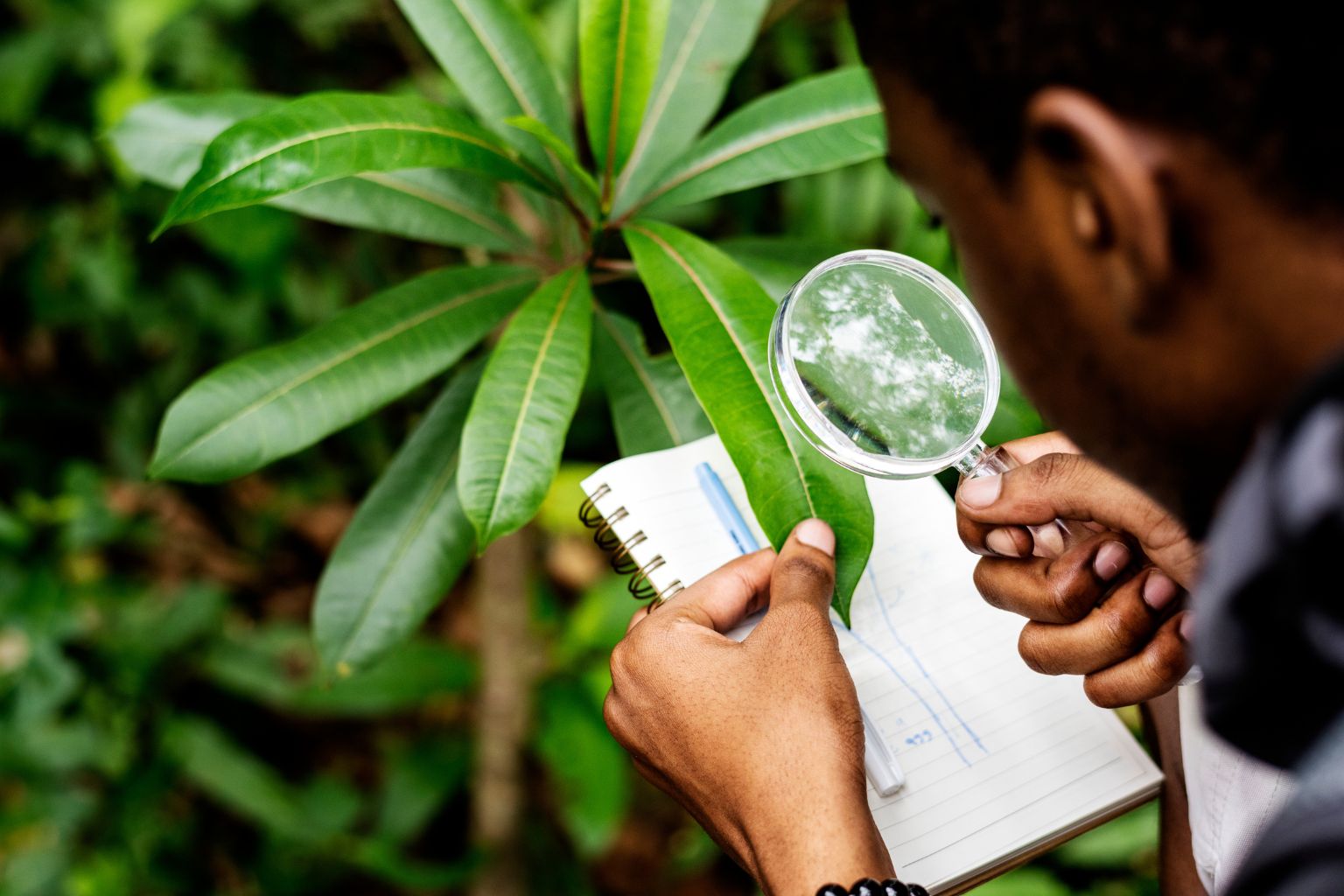ciencia forestal