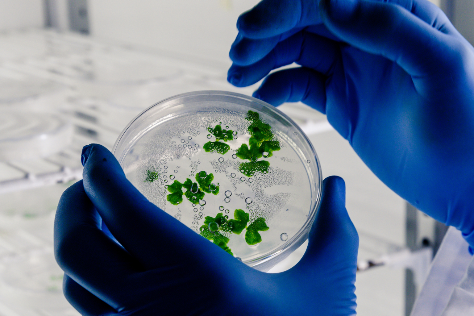 Asturias reinventa su industria con biotecnología